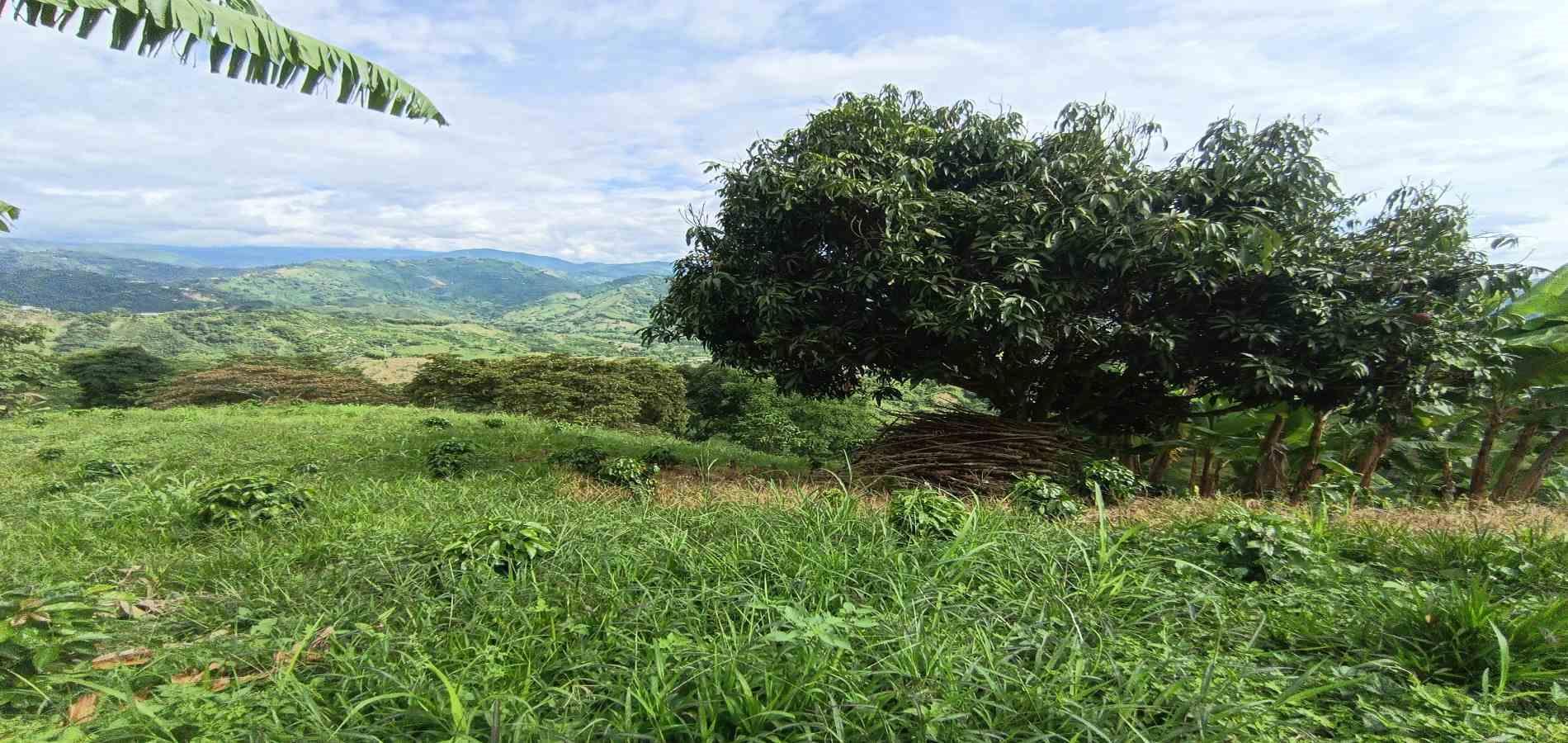 Foto de Lote / terreno en Venta en San peregrino, Manizales - 16 - 279068552