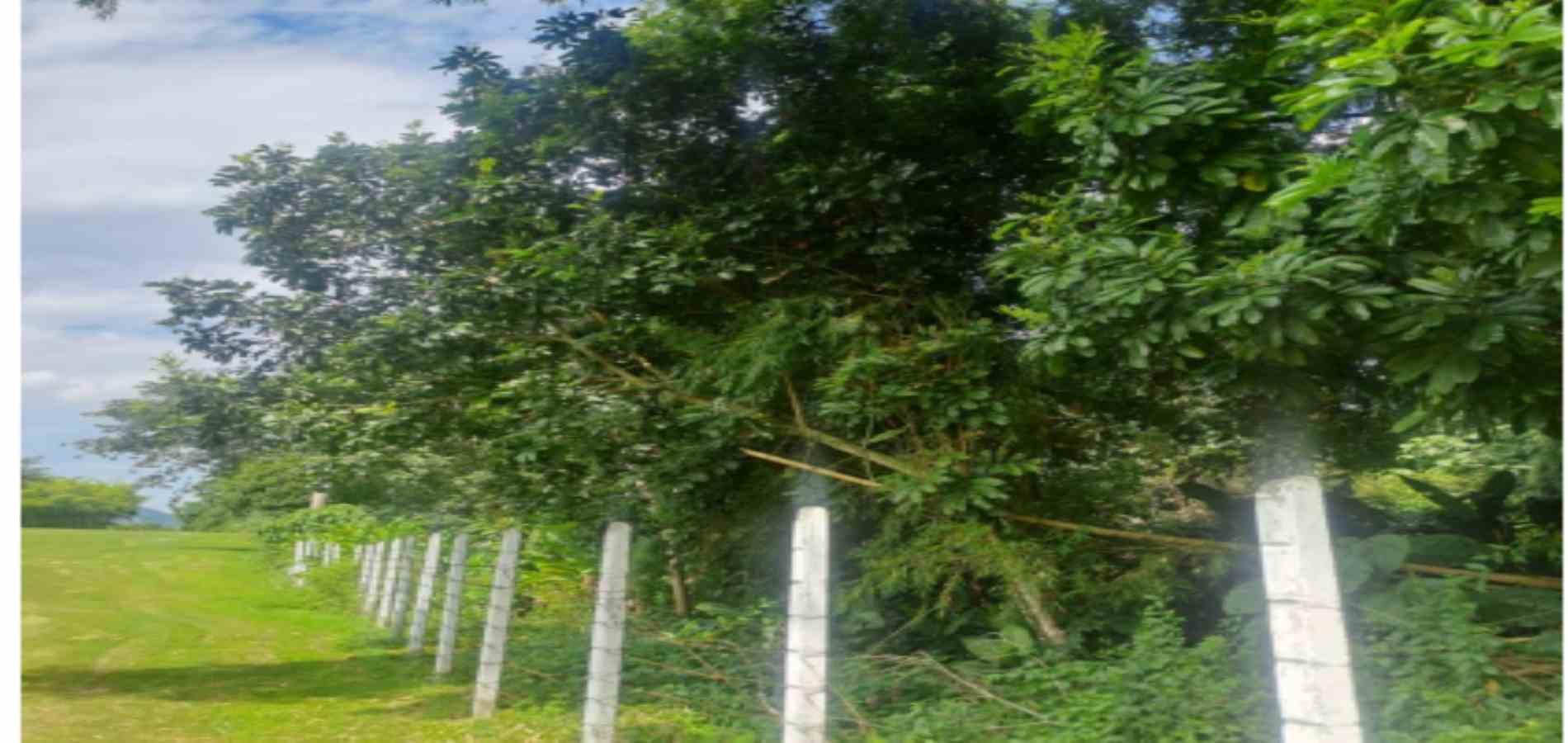 Foto de Lote / terreno en Venta en Las pavas, Manizales - 2 - 279059784