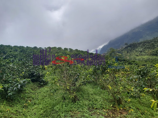 Foto de Finca en Venta en Vereda san luis , Filadelfia - 5 - 279013551