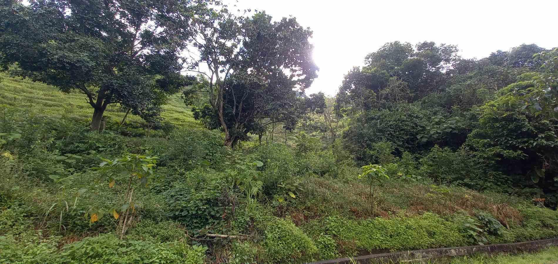 Foto de Lote / terreno en Venta en Vereda la trinidad, Manizales - 2 - 279062688