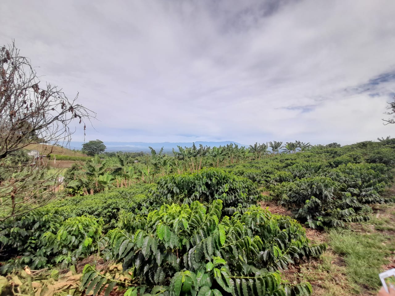 Foto de Lote / terreno en Venta en Arabia, Pereira - 5 - 279059189