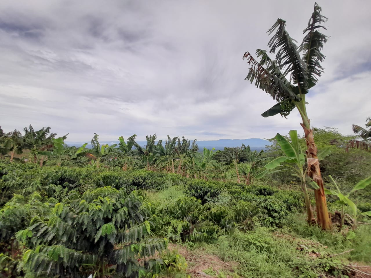 Foto de Lote / terreno en Venta en Arabia, Pereira - 19 - 279059189