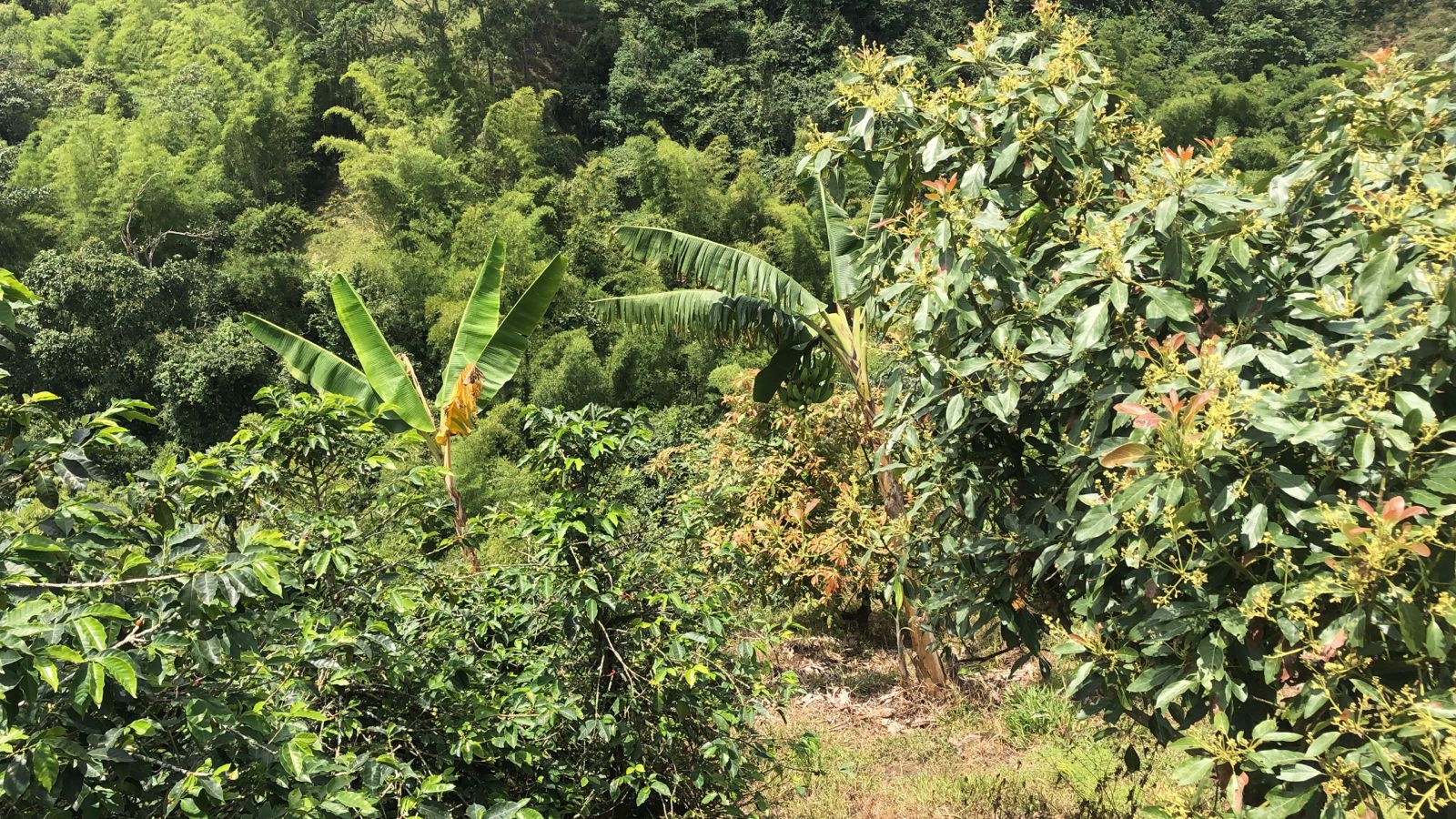 Foto de Lote / terreno en Venta en Dosquebradas, Dosquebradas - 10 - 279053268