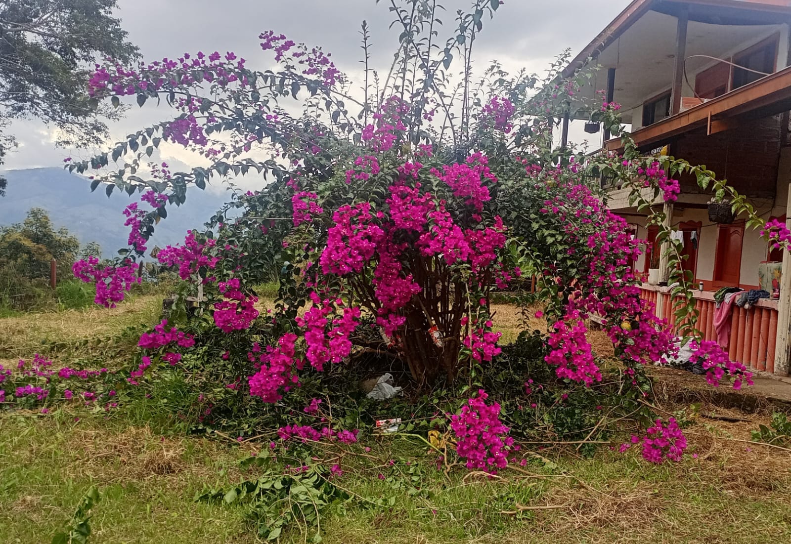 Foto de Finca en Venta en Vereda portochelo, Salamina - 17 - 279066973