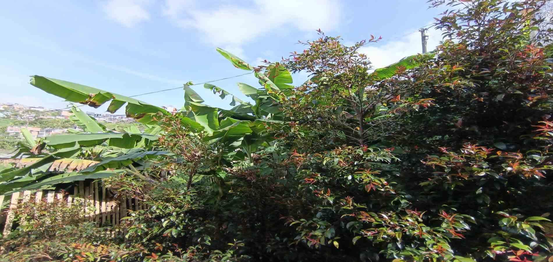 Foto de Lote / terreno en Venta en Campo amor, Manizales - 3 - 279067419