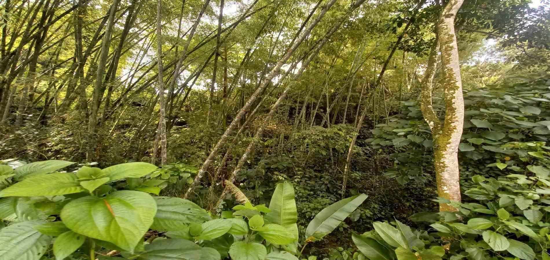 Foto de Lote / terreno en Venta en Vereda la trinidad, Manizales - 5 - 279062689