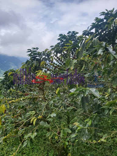 Foto de Finca para Venta en Vereda san luis , Filadelfia - 279013551
