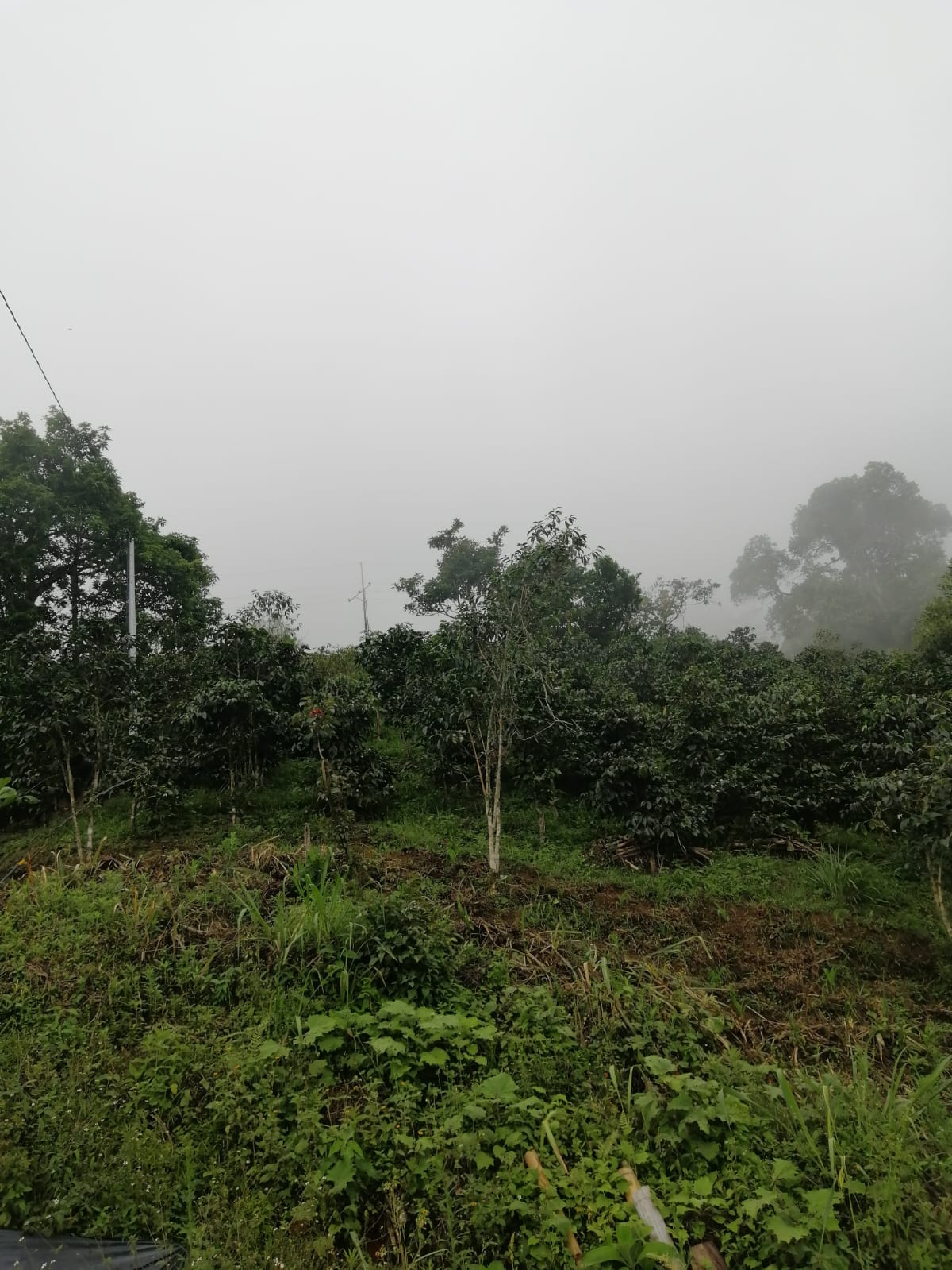 Foto de Lote / terreno en Venta en Llanitos, Villamaria - 6 - 279026006