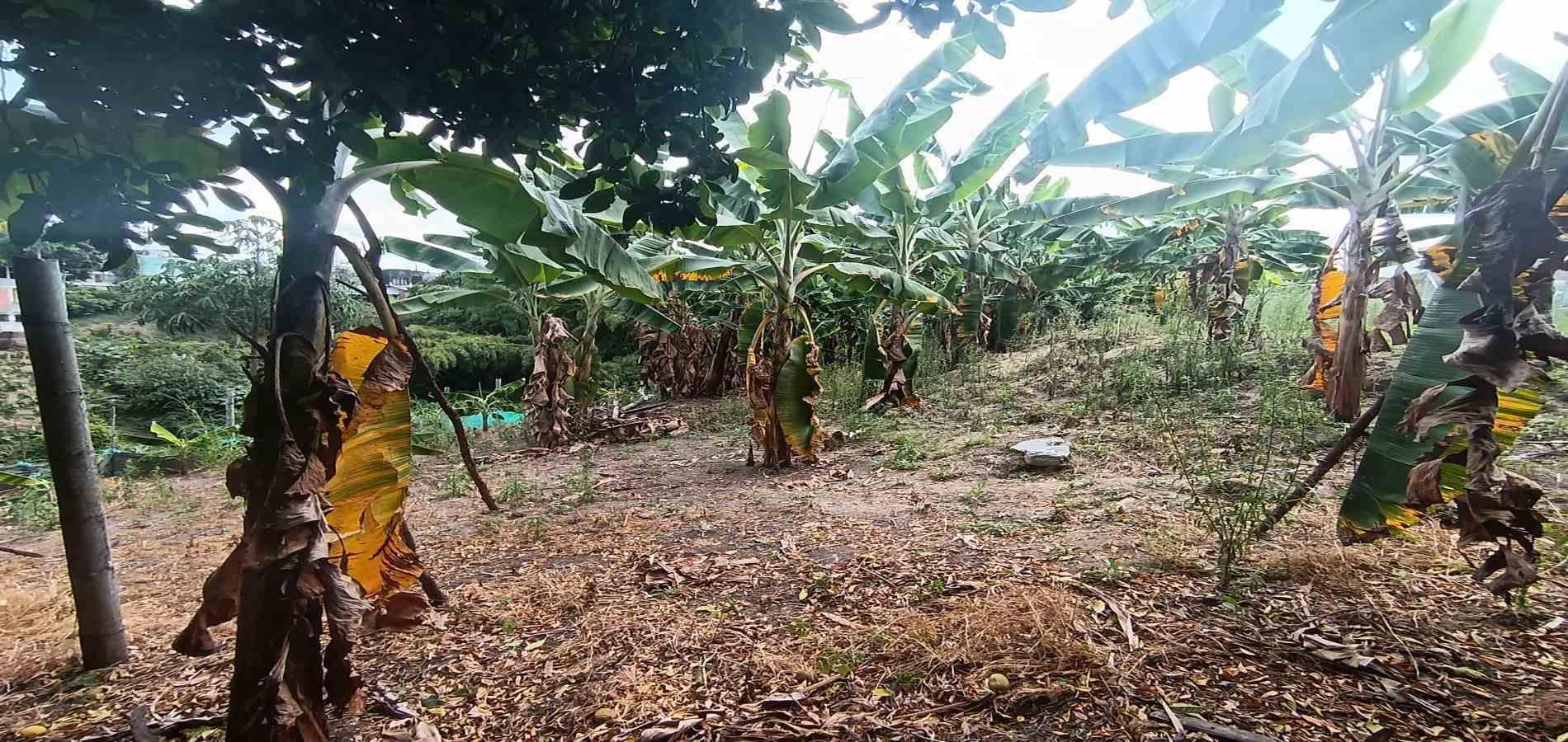 Foto de Lote / terreno en Venta en Puerto espejo, Armenia  - 10 - 279058857