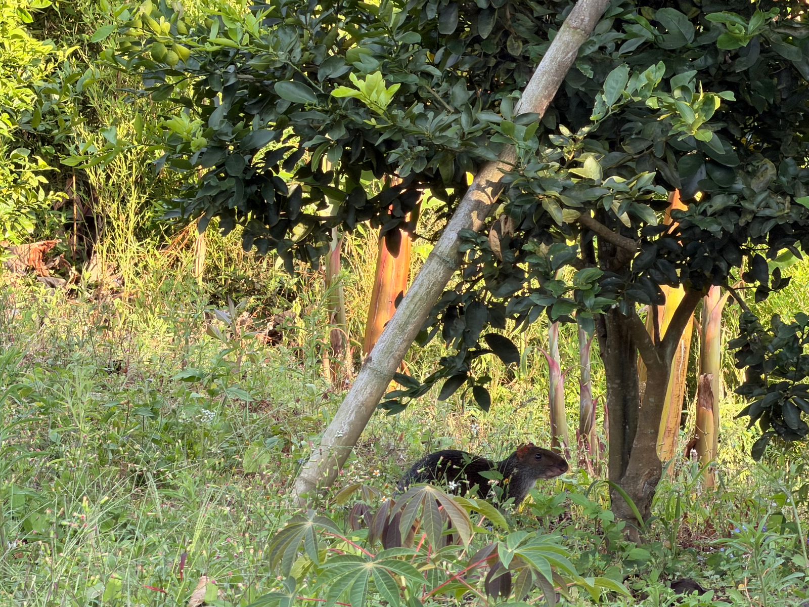 Foto de Lote / terreno para Venta en Arenillo, Manizales - 279067904
