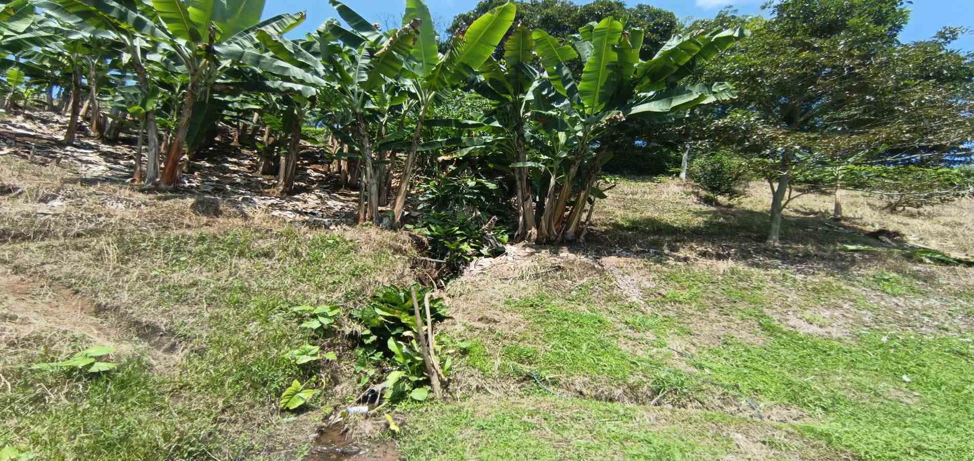 Foto de Lote / terreno en Venta en La plata, Palestina - 6 - 279067174