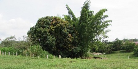 Foto de Lote / terreno en Venta en Vereda santagueda, Palestina - 1 - 27909649