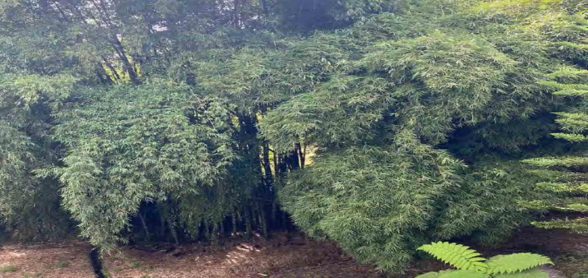Foto de Casa campestre en Venta en Via armenia, Pereira - 8 - 279056555