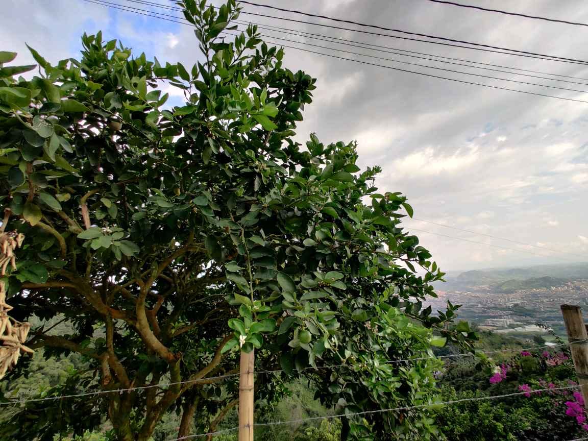 Foto de Finca en Venta en Dosquebradas, Dosquebradas - 14 - 279061311