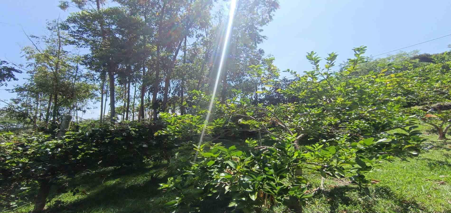 Foto de Lote / terreno en Venta en Vereda palermo, Neira - 26 - 279068279