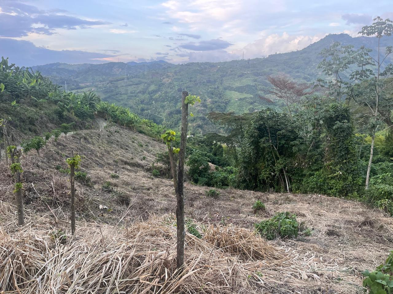 Foto de Finca en Venta en Tarroliso, Manizales - 4 - 279062549