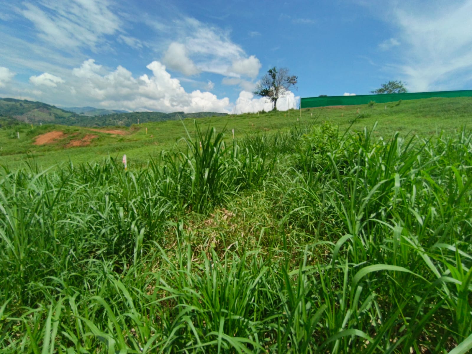 Foto de Lote / terreno en Venta en Vereda santagueda, Palestina - 8 - 279064778