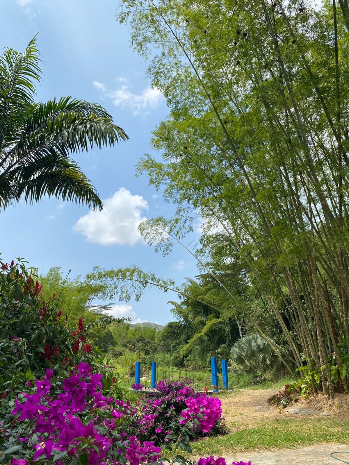Foto de Finca en Venta en El guineo, Neira - 20 - 279053579