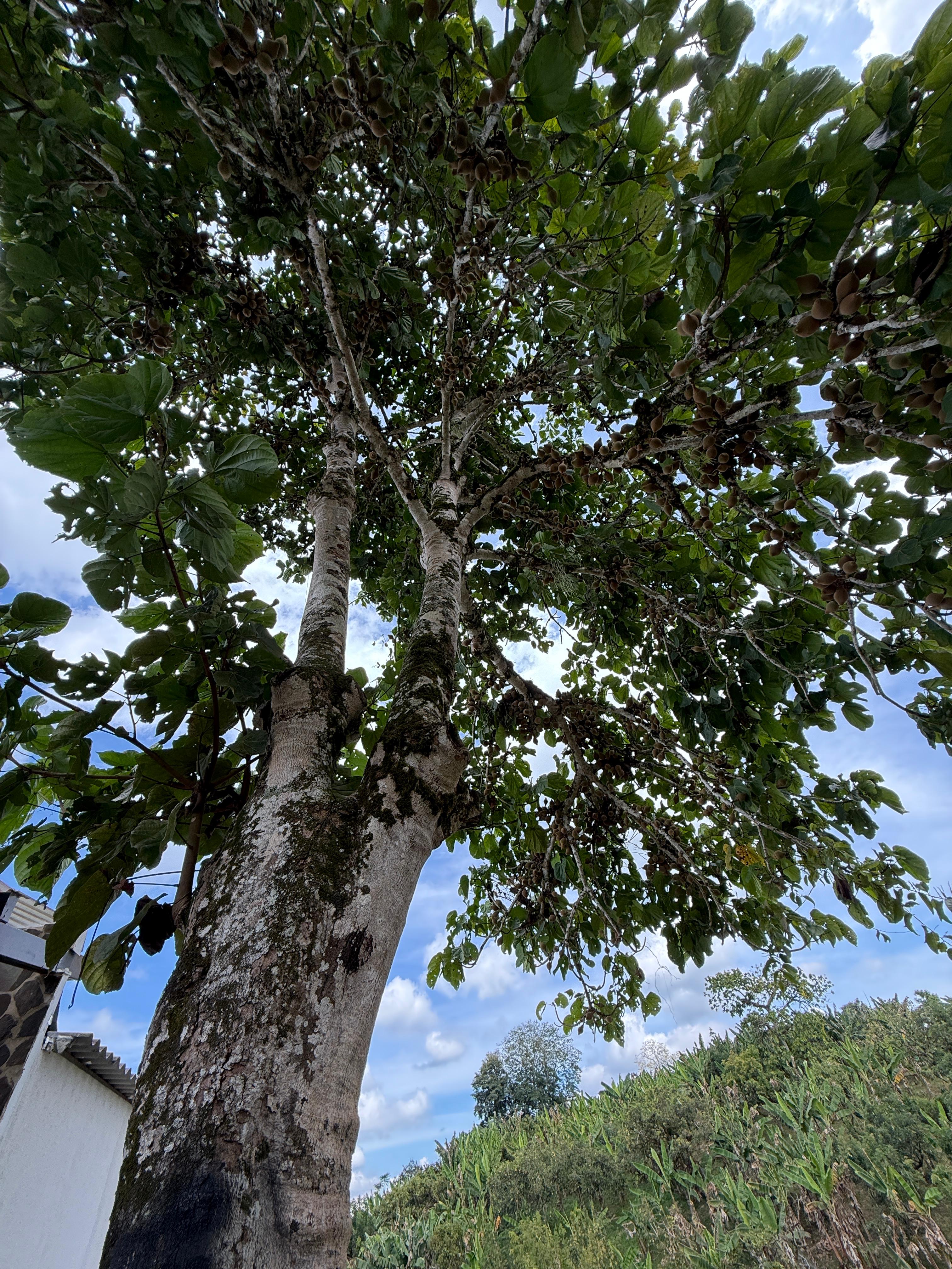 Foto de Lote / terreno en Venta en Altagracia, Pereira - 1 - 279063993