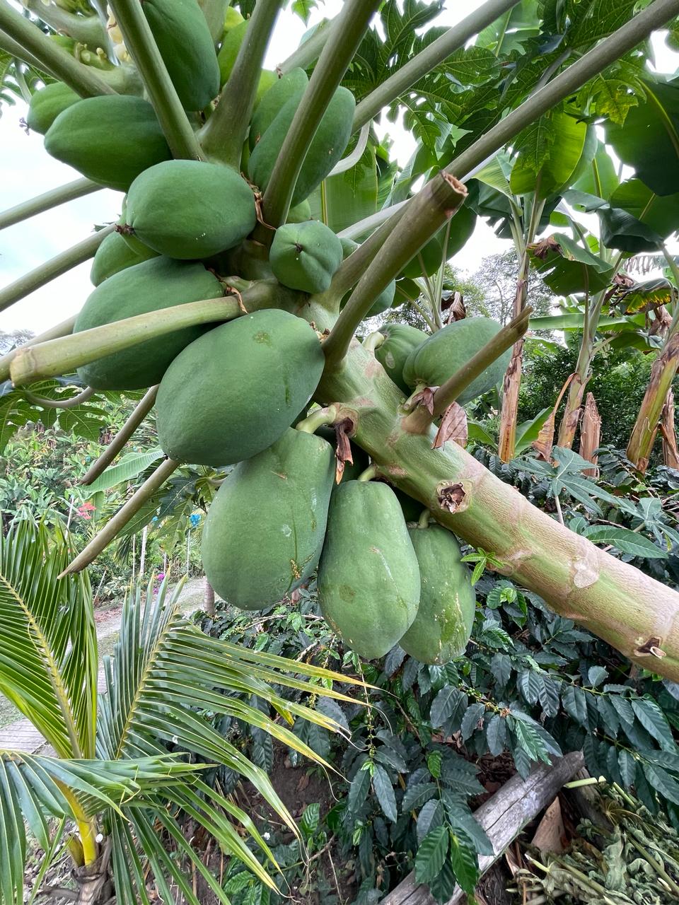 Foto de Finca en Venta en La insula, Chinchina - 13 - 279056370