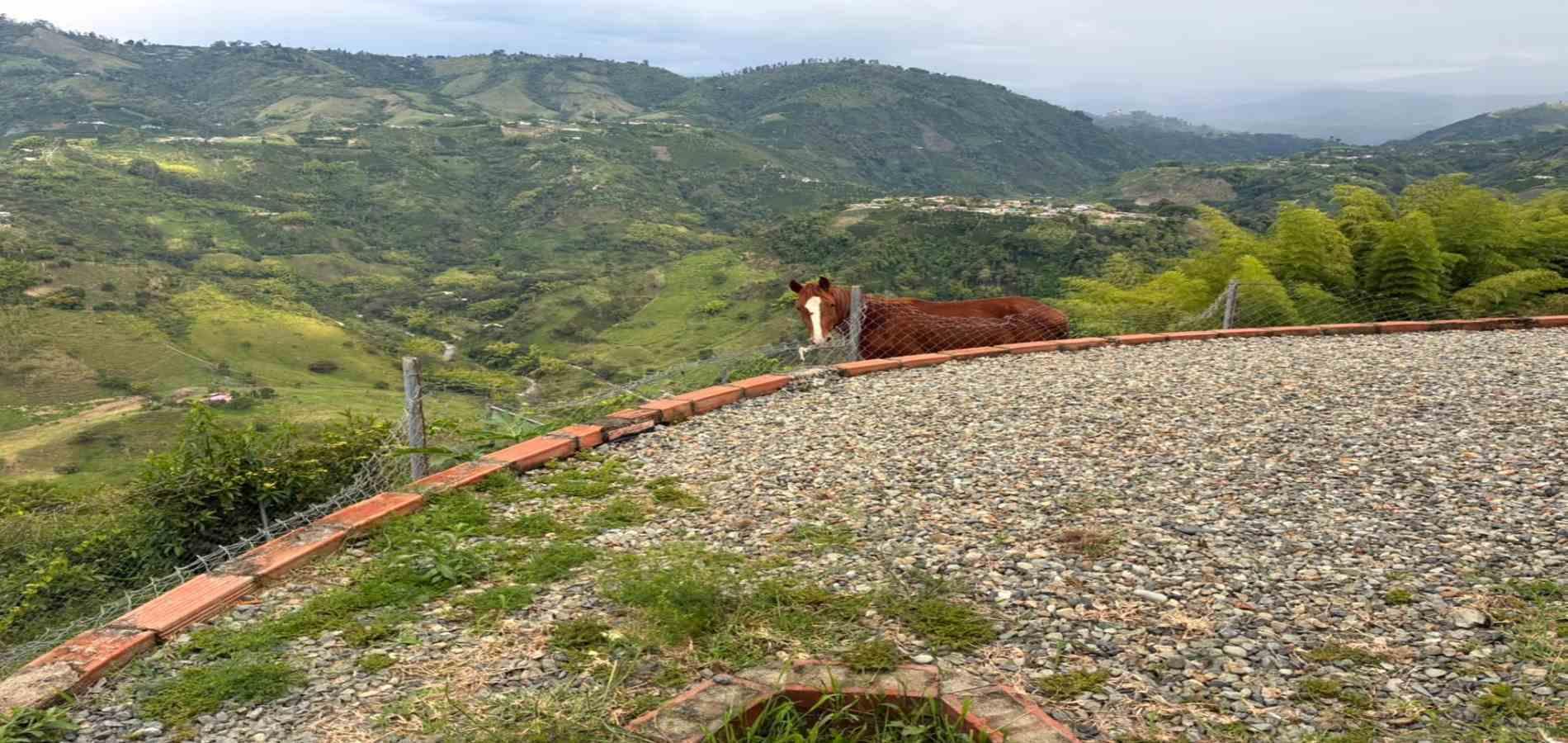 Foto de Finca en Venta en Alto del naranjo, Chinchina - 19 - 279070242