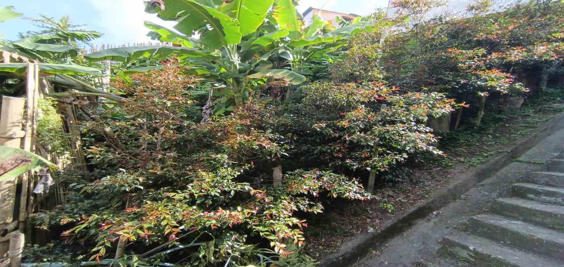 Foto de Lote / terreno en Venta en Campo amor, Manizales - 5 - 279067419