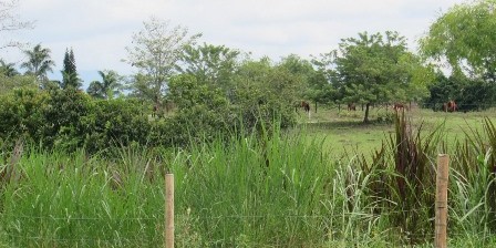 Foto de Lote / terreno en Venta en Vereda santagueda, Palestina - 6 - 27909649