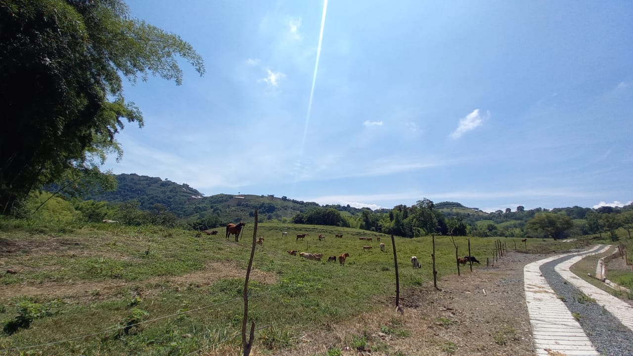 Foto de Lote / terreno en Venta en Vereda santagueda, Palestina - 10 - 279058796
