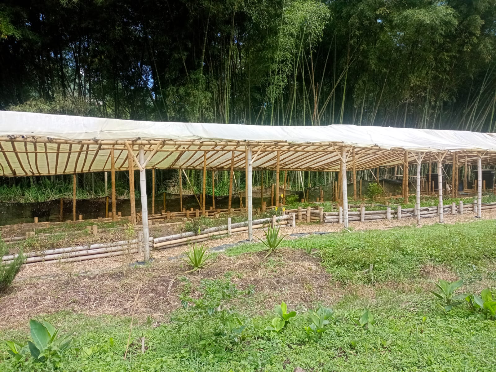 Foto de Finca en Venta en Centro, Santa rosa de cabal - 8 - 279052730