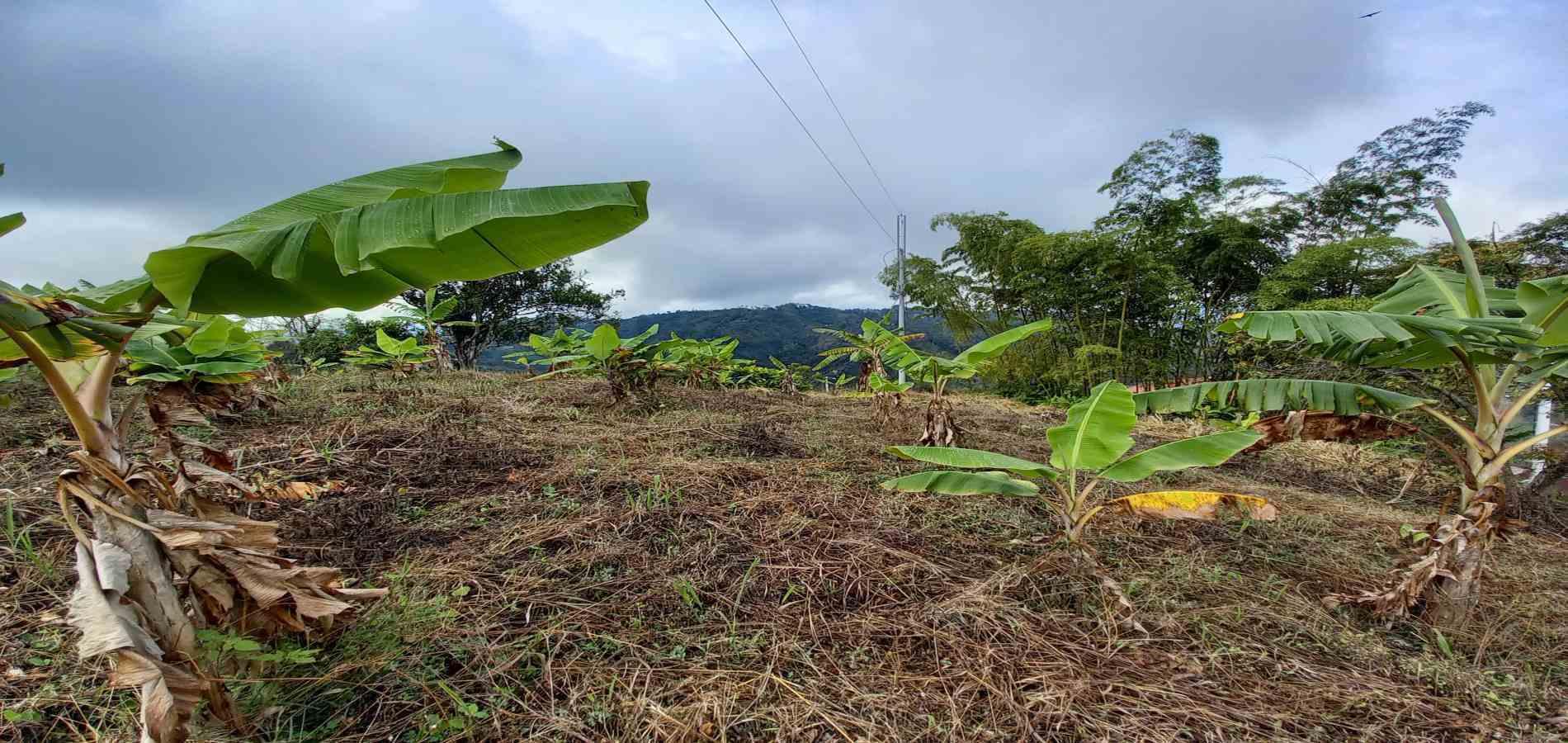 Foto de Finca en Venta en Vereda la argelia, Manizales - 9 - 279066671