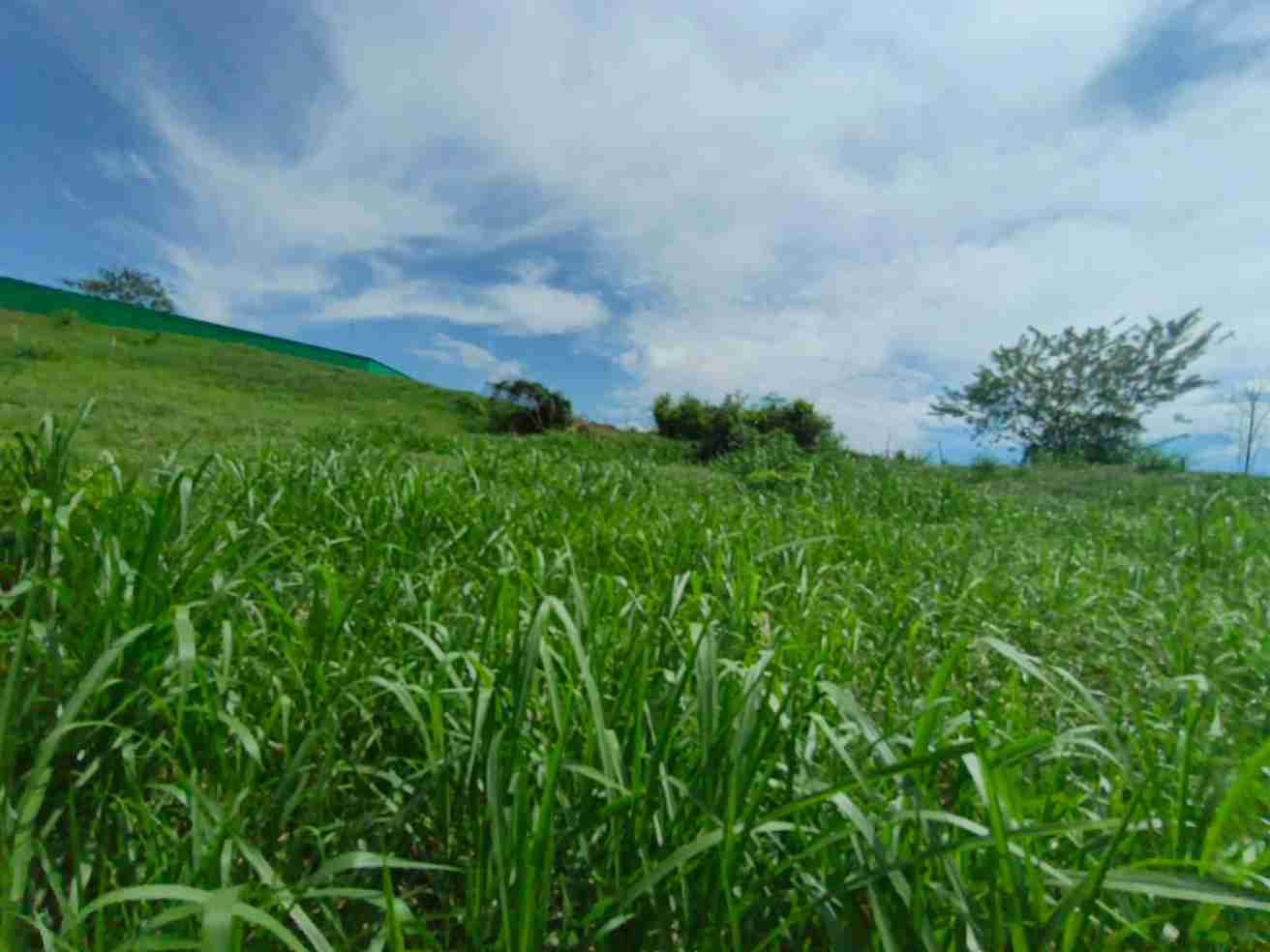 Foto de Lote / terreno en Venta en Vereda santagueda, Palestina - 7 - 279064397