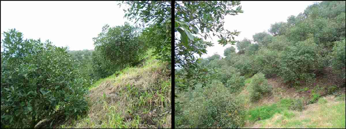 Foto de Finca en Venta en Vereda la divisa, Fresno - 3 - 17681