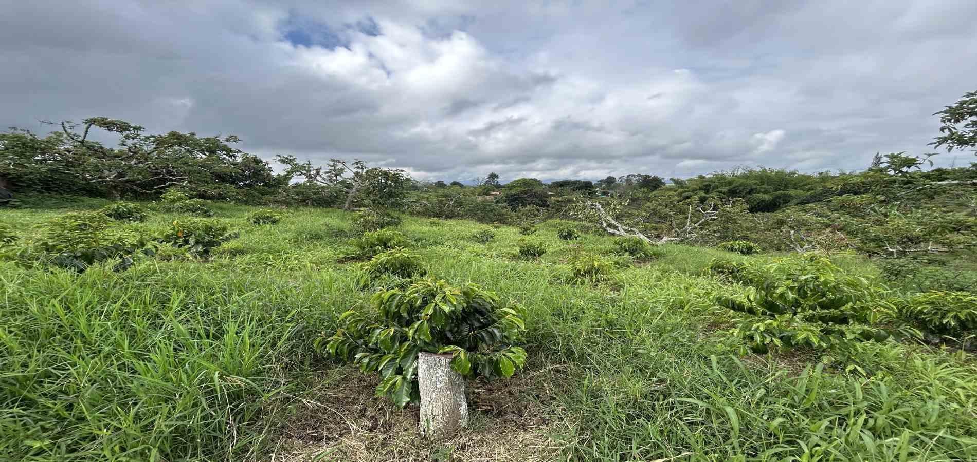 Foto de Finca en Venta en Morelia, Pereira - 4 - 279067012