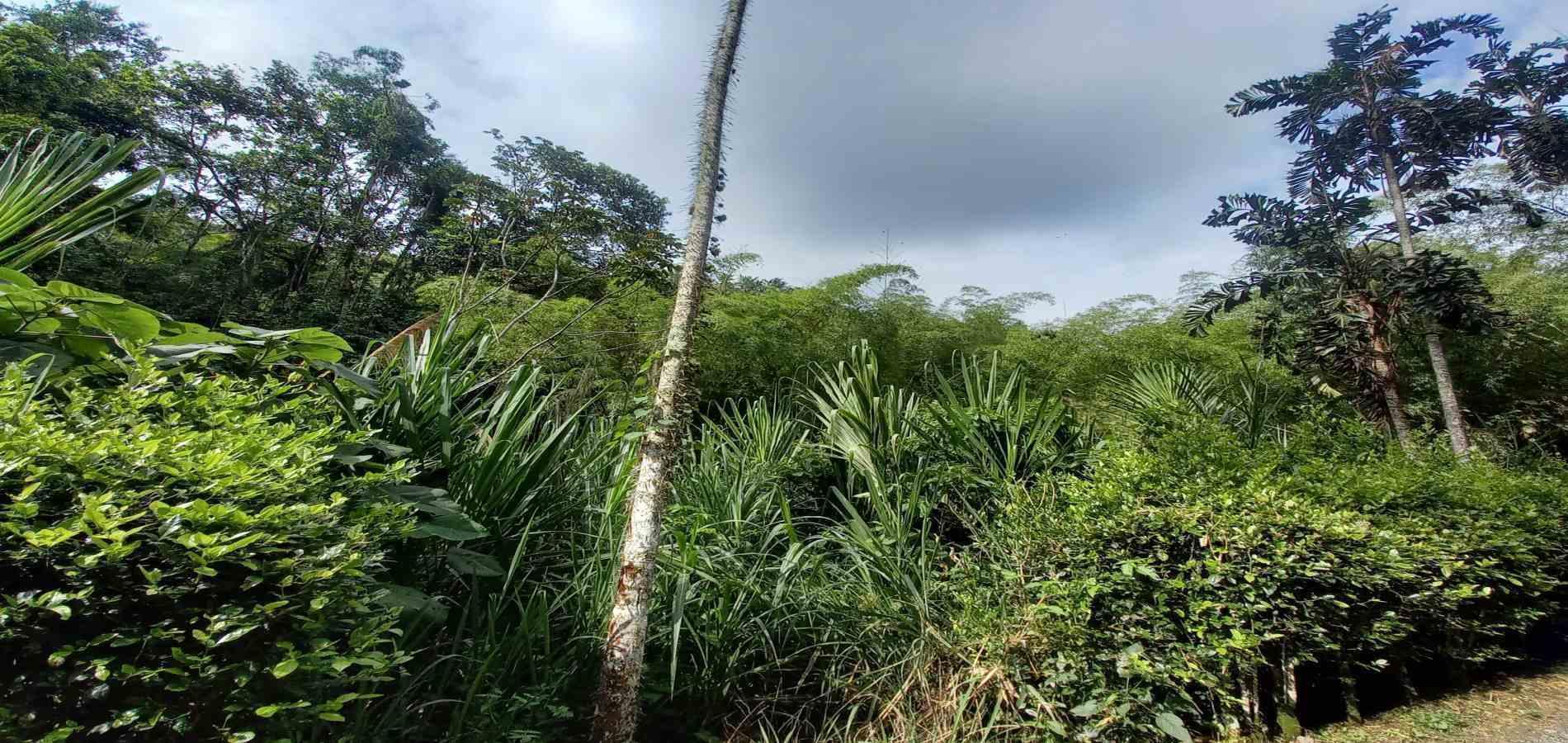 Foto de Lote / terreno en Venta en Vereda la trinidad, Manizales - 12 - 279062689