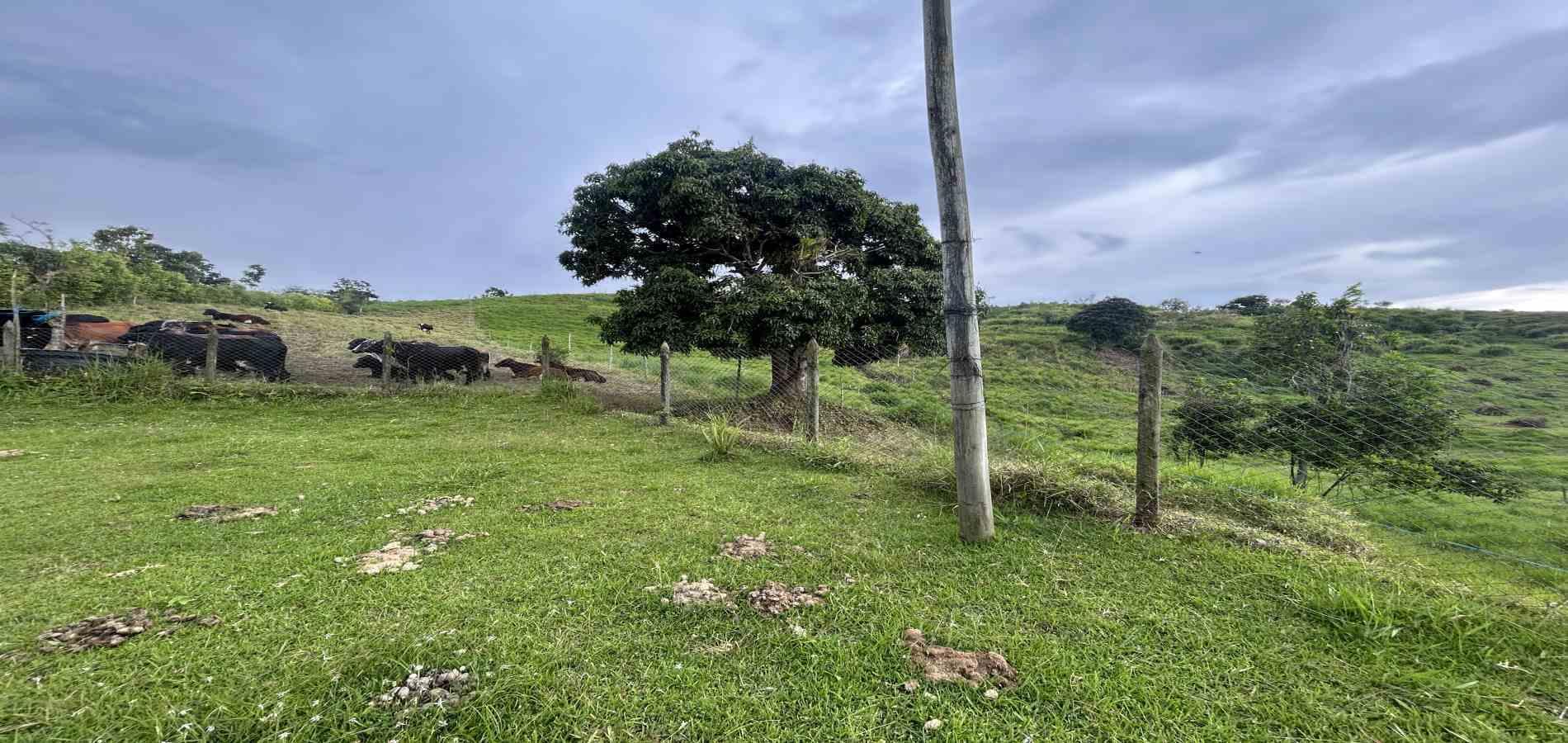 Foto de Finca en Venta en Vereda el placer, Pereira - 12 - 279066578
