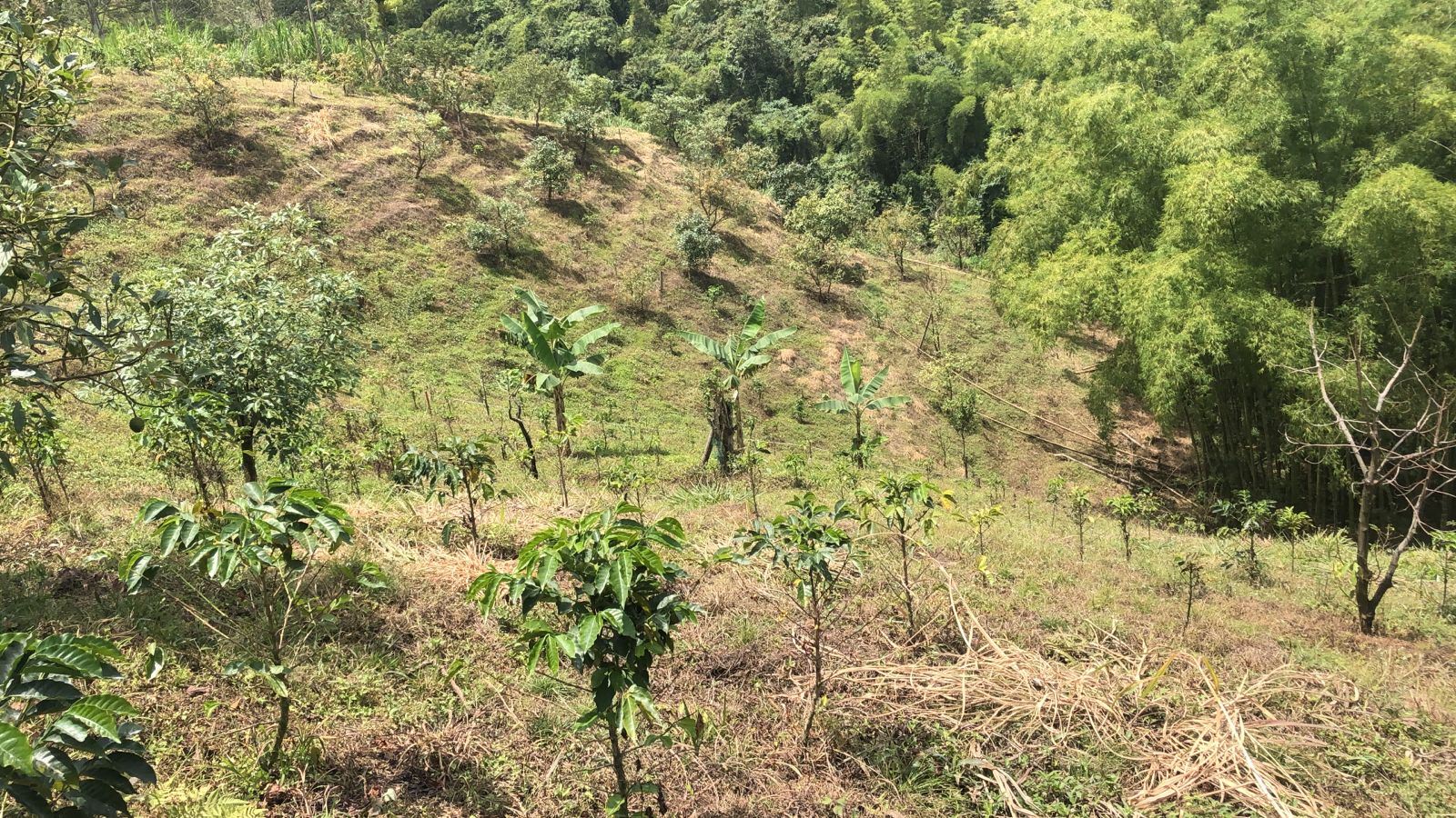 Foto de Lote / terreno en Venta en Dosquebradas, Dosquebradas - 4 - 279053269
