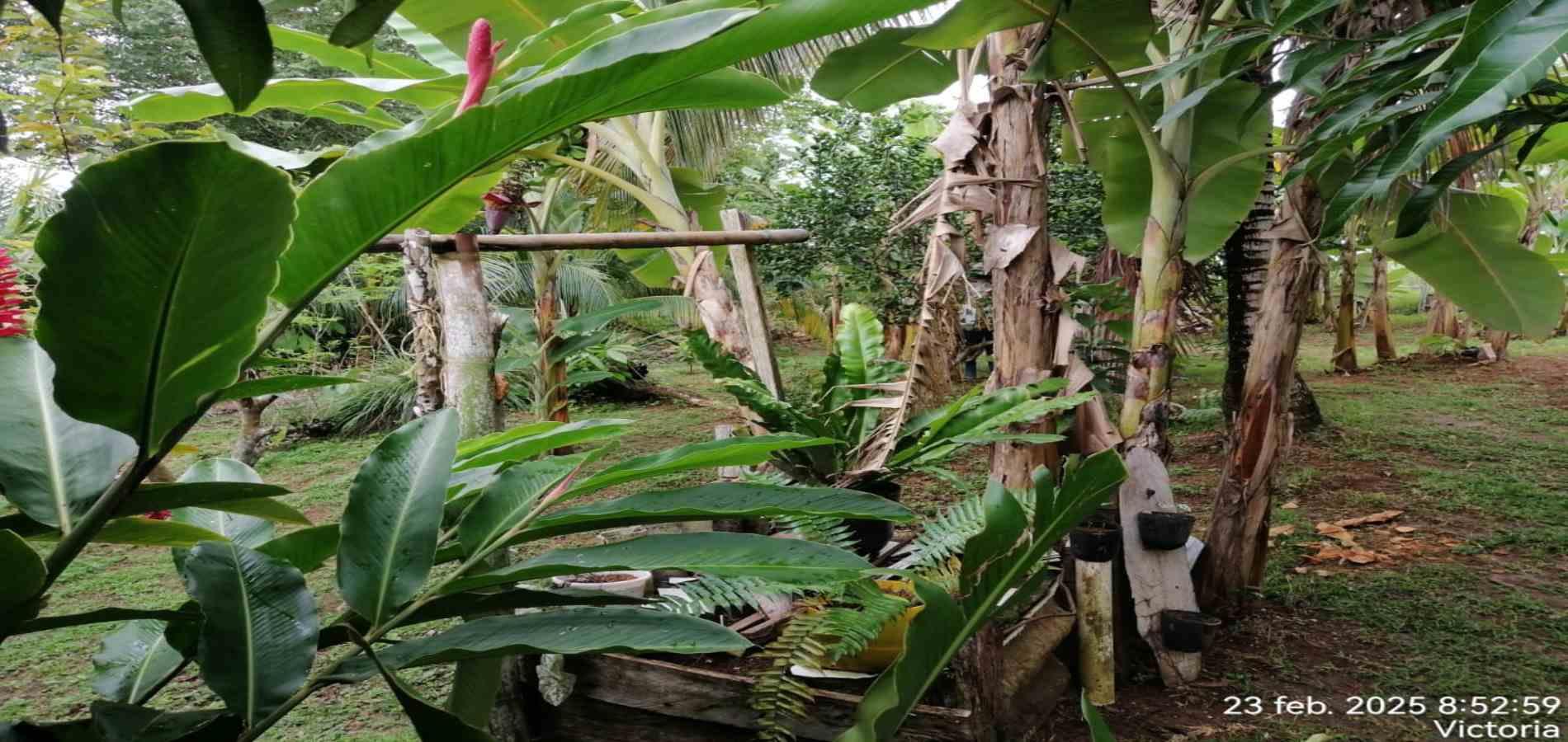 Foto de Finca en Venta en Victoria, Victoria - 17 - 279061622