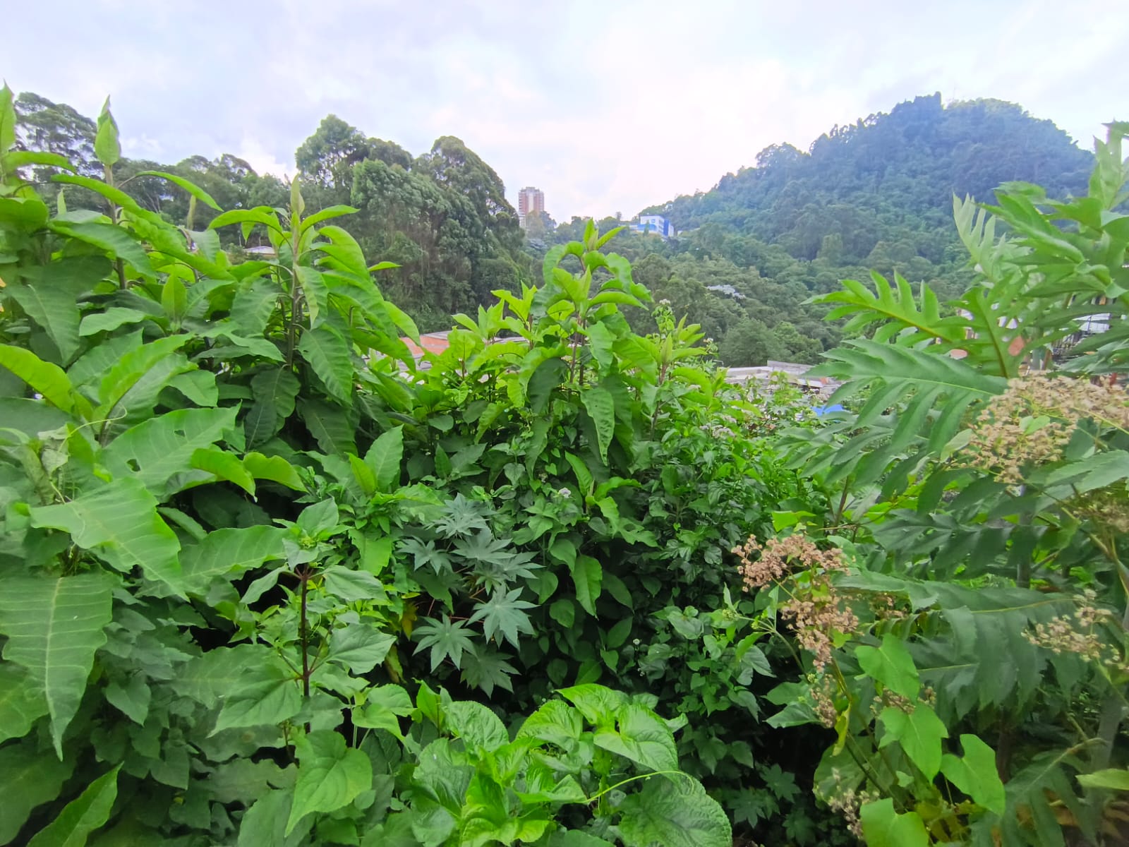 Foto de Lote / terreno en Venta en Fátima, Manizales - 8 - 279068979