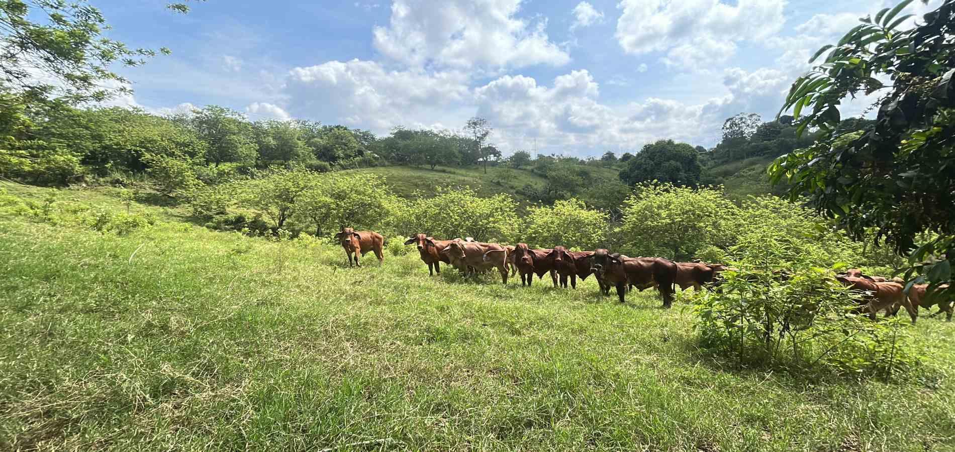 Foto de Lote / terreno en Venta en Via alcala, Pereira - 7 - 279066762