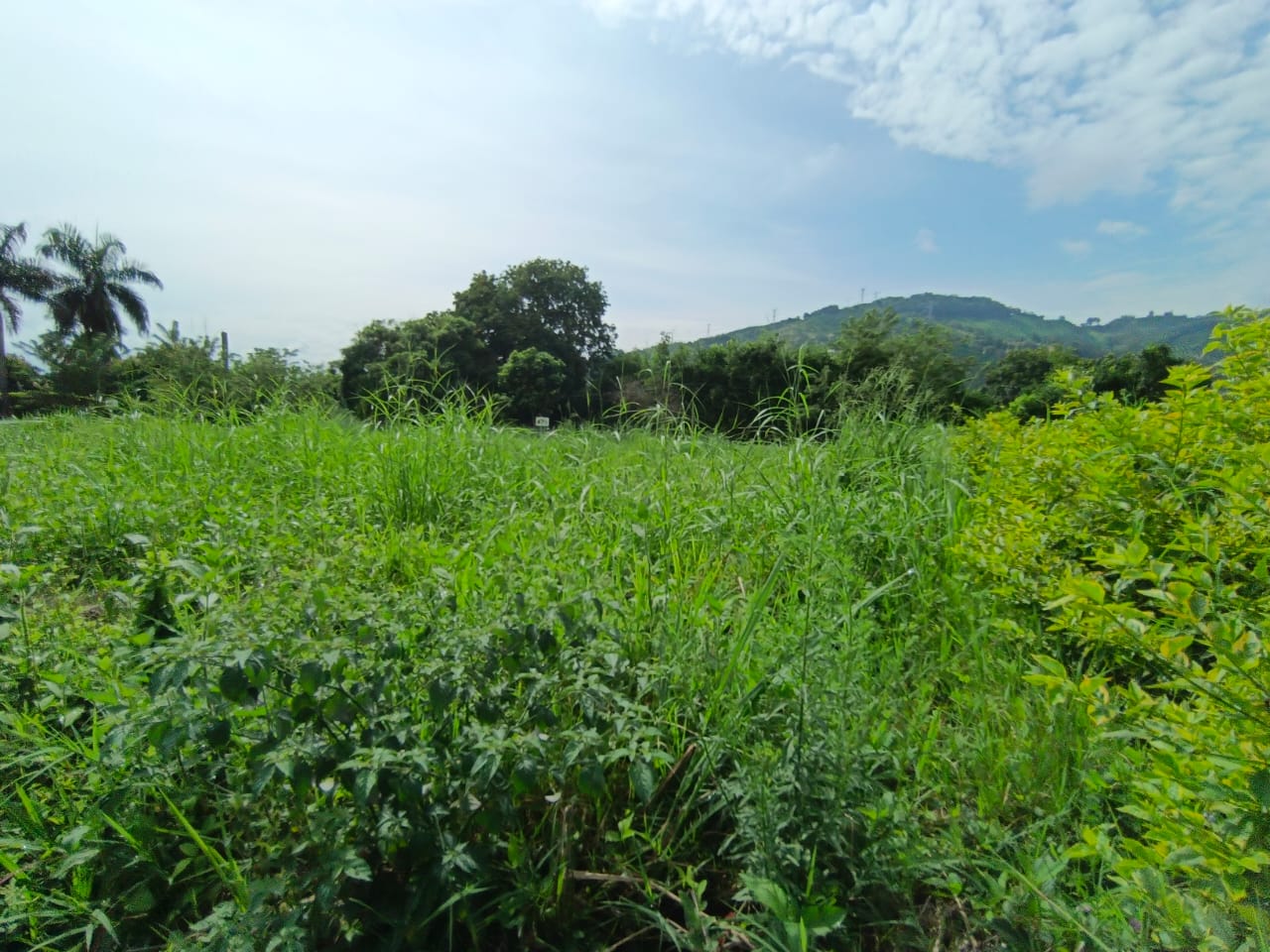 Foto de Lote / terreno para Venta en Vereda santagueda, Palestina - 279063600