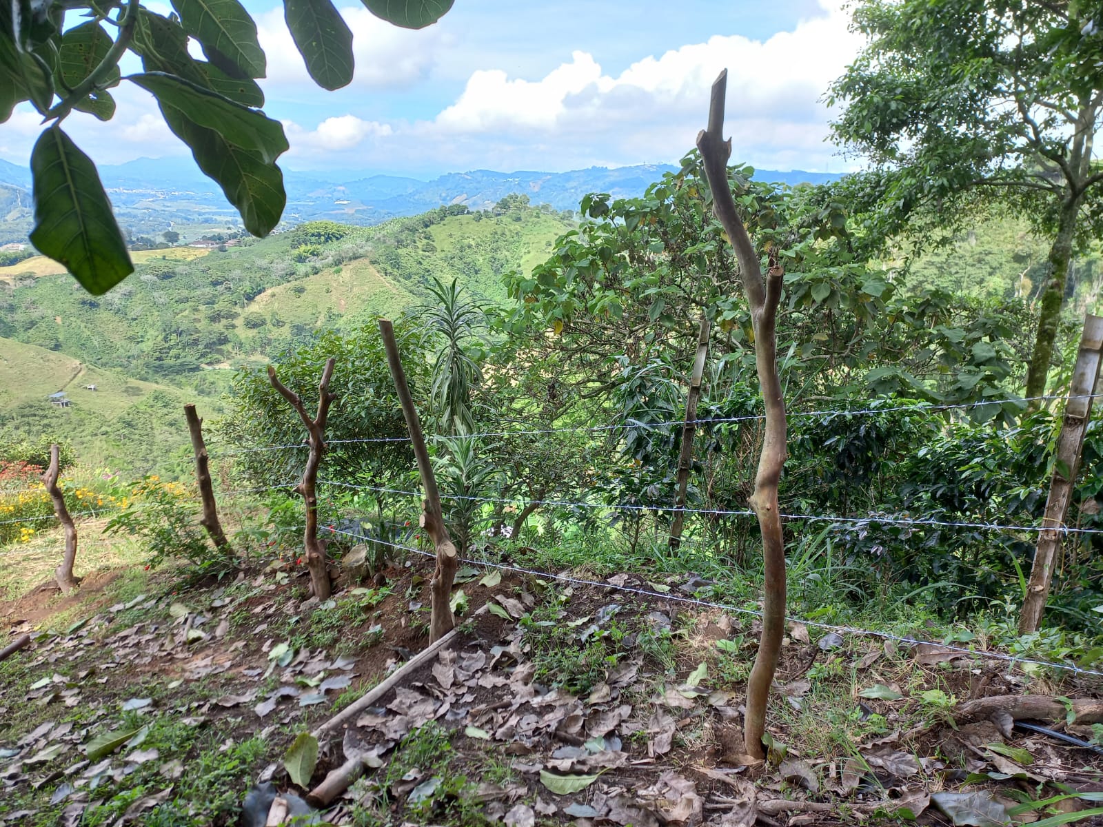 Foto de Lote / terreno en Venta en Vereda la trinidad, Manizales - 5 - 279053327