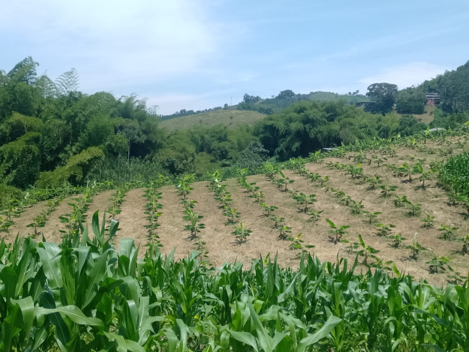 Foto de Finca en Venta en La cabaña, Manizales - 7 - 279058352