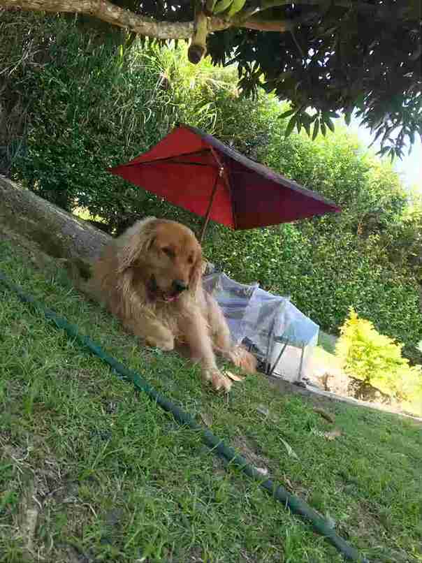 Foto de Casa campestre en Venta en Palermo, Manizales - 25 - 51526