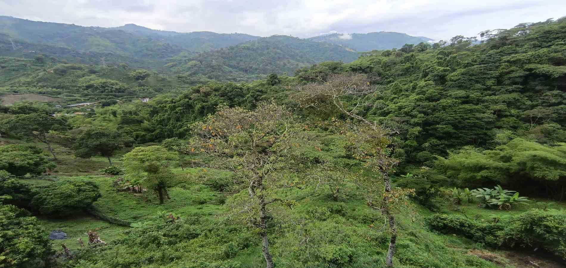 Foto de Lote / terreno en Venta en Vereda minitas , Manizales - 21 - 279068548