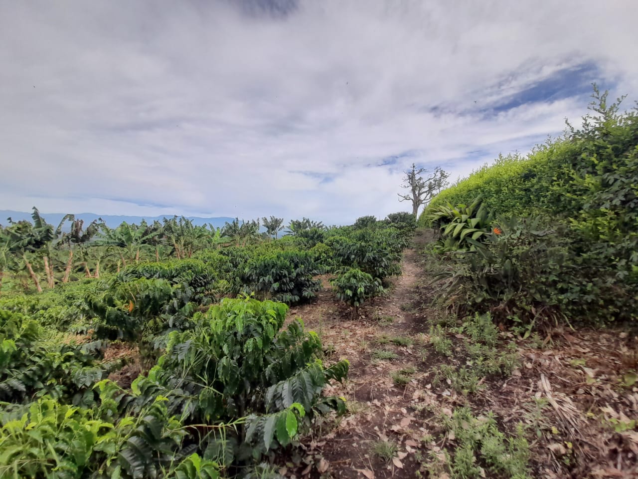 Foto de Lote / terreno en Venta en Arabia, Pereira - 6 - 279059189