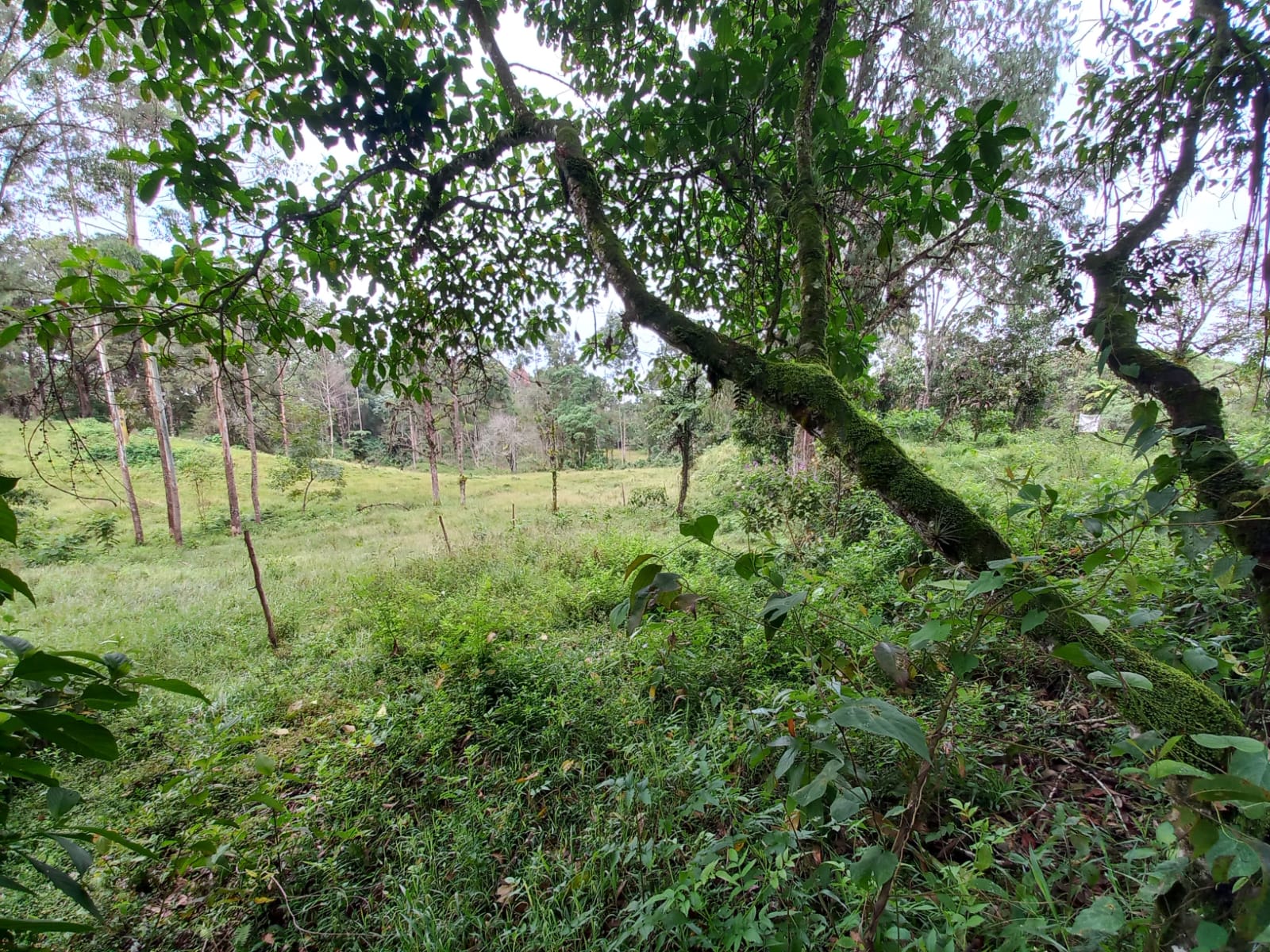 Foto de Lote / terreno en Venta en Via armenia, Pereira - 2 - 279066674
