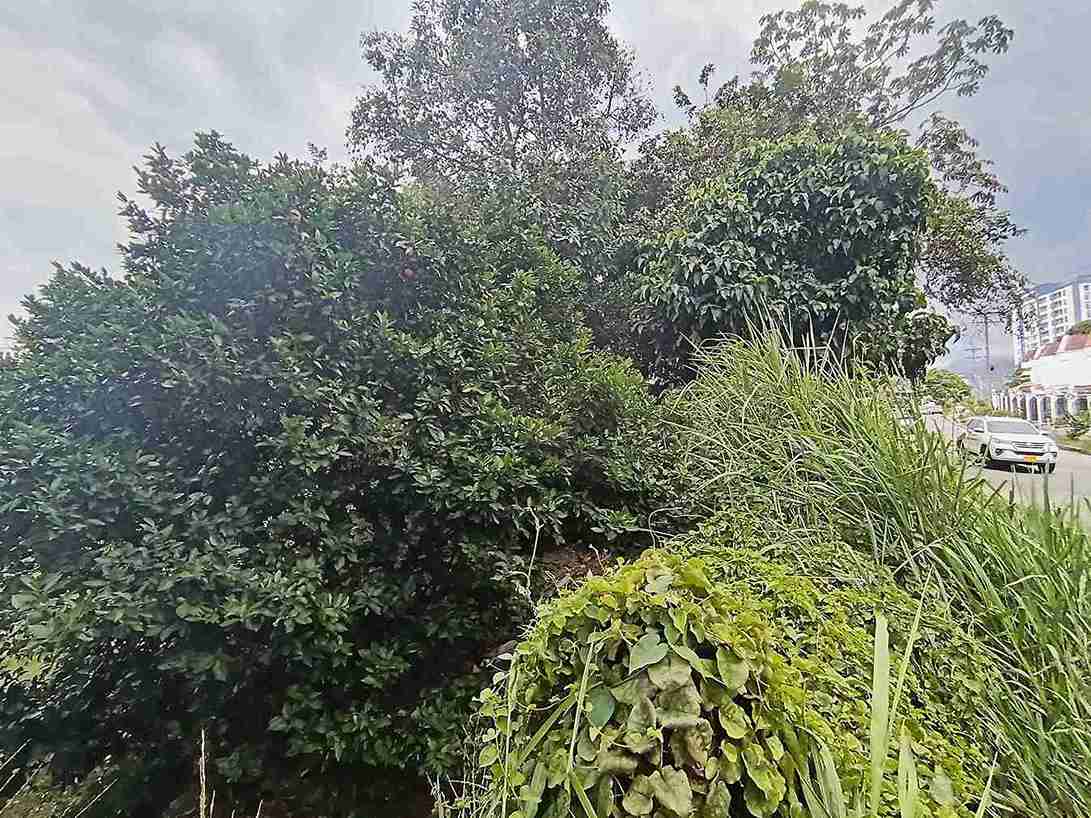 Foto de Lote / terreno en Venta en Avenida 19 norte, Armenia  - 10 - 279058970