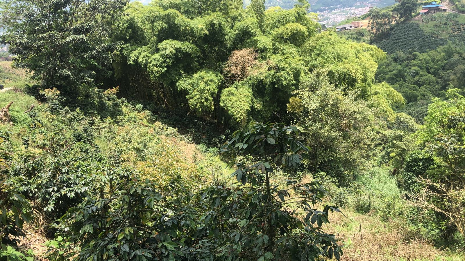 Foto de Lote / terreno en Venta en Dosquebradas, Dosquebradas - 9 - 279053272