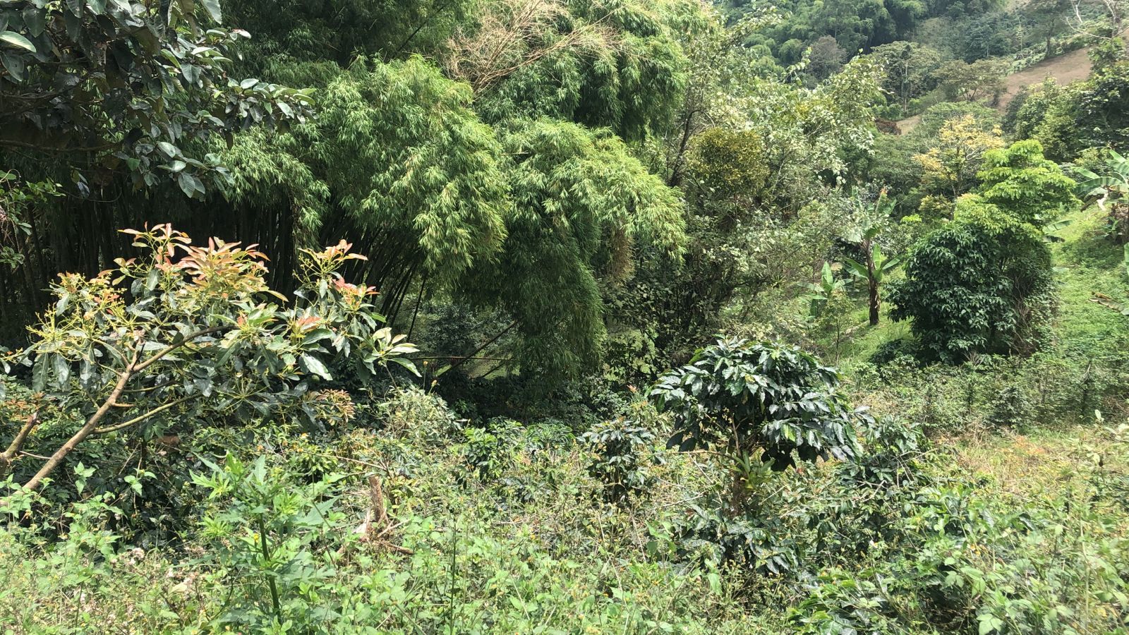 Foto de Lote / terreno en Venta en Dosquebradas, Dosquebradas - 1 - 279053272
