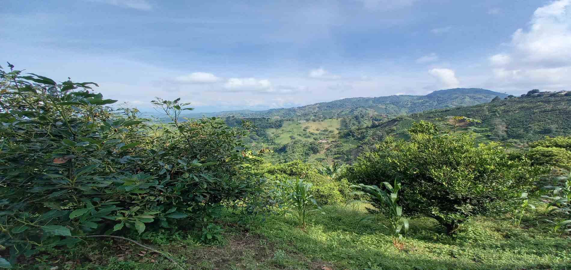 Foto de Finca en Venta en La aurora, Manizales - 2 - 279062192